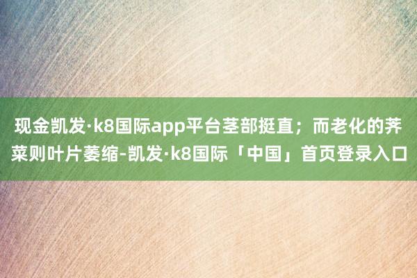 现金凯发·k8国际app平台茎部挺直；而老化的荠菜则叶片萎缩-凯发·k8国际「中国」首页登录入口